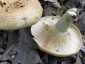 Begöngyöltszélű tejelőgomba (Lactarius zonarius), Pilis. Fehéres, nem színeződő tejnedv